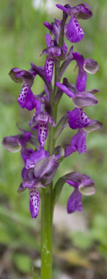 Orchis morio.